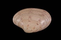 藏品(粗肋橫簾蛤)的圖片